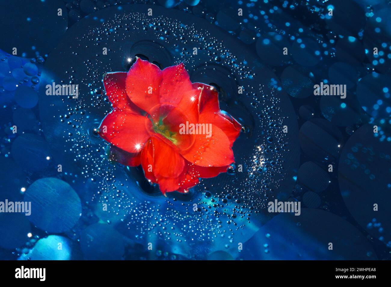 Rot glänzende Blume auf blauem Aqua-Hintergrund und ein durchscheinender Zenturion-Kreis im Wasserraum Stockfoto