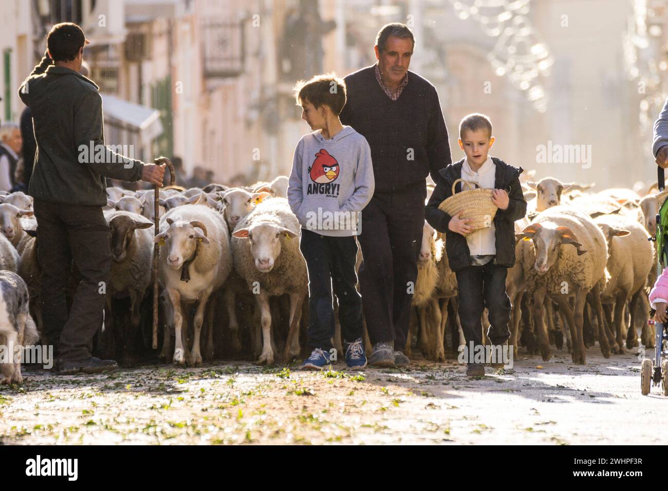 Schafherde Stockfoto