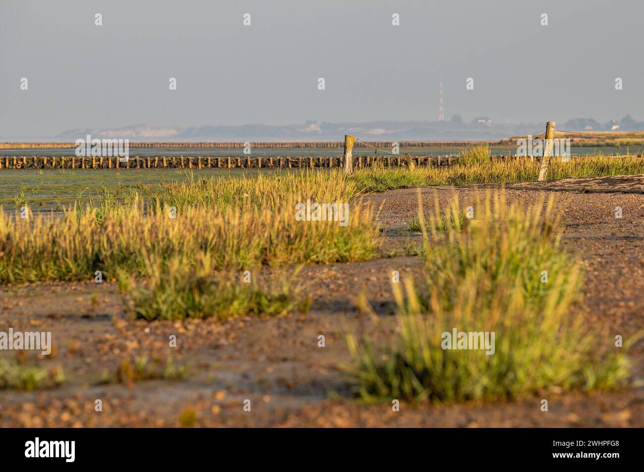 Auf dem Wattenmeer Stockfoto