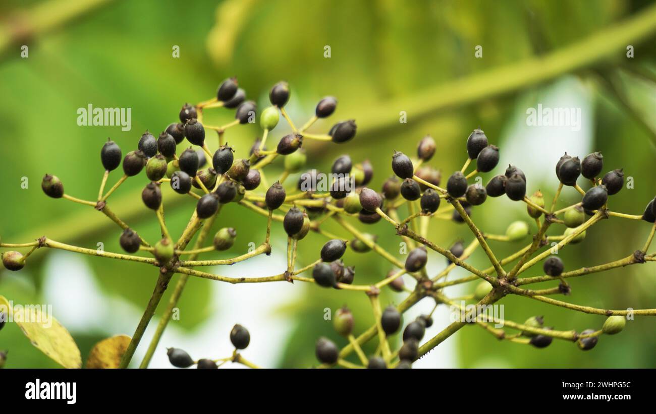 Phellodendron amurense. Es wurde als traditionelles chinesisches Arzneimittel zur Behandlung von Meningitis, bakterieller Ruhr und Pneumonie verwendet Stockfoto