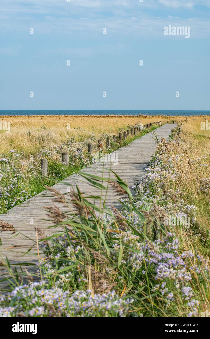 Holzsteg Stockfoto