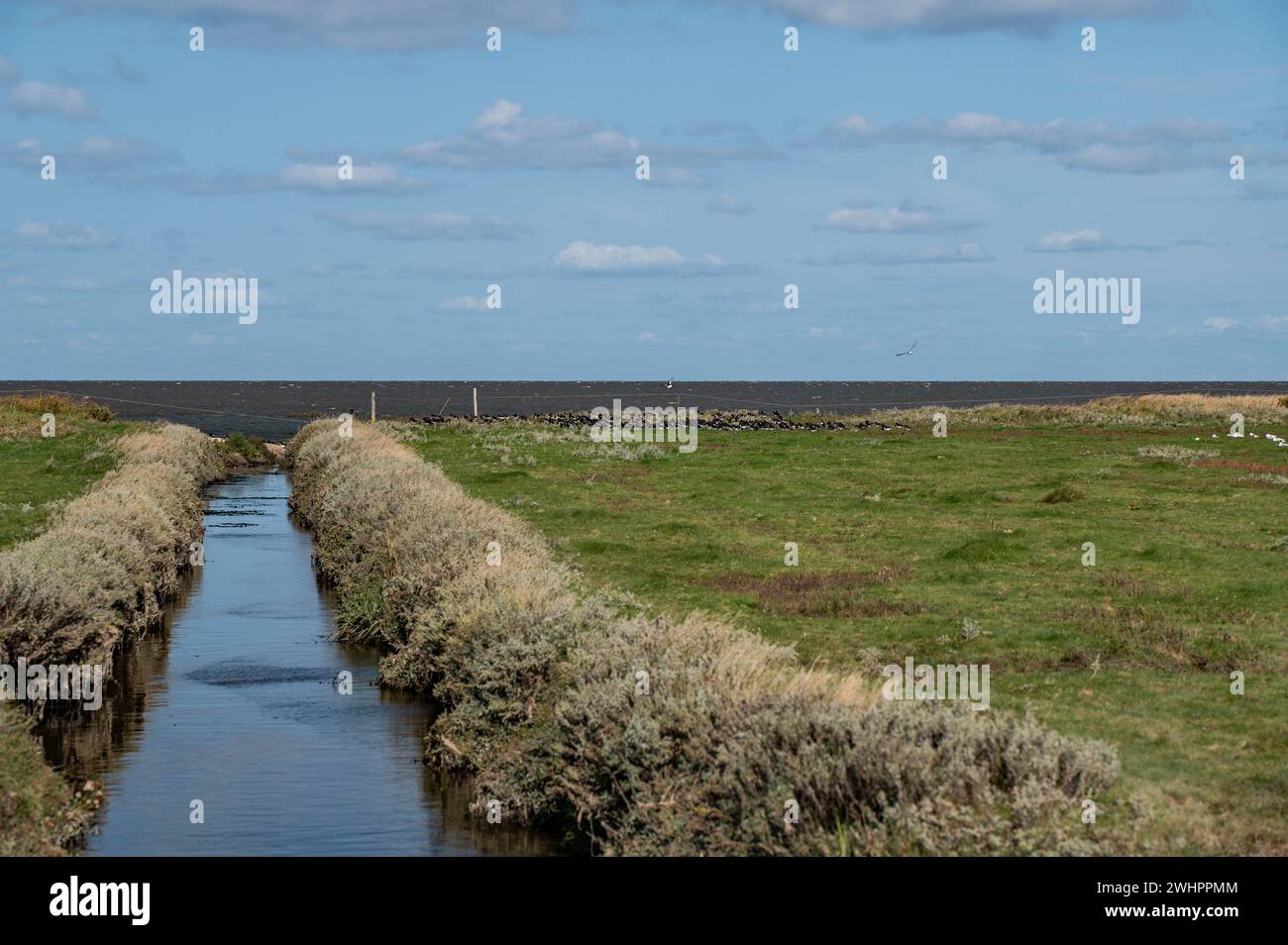 Auf dem Wattenmeer Stockfoto