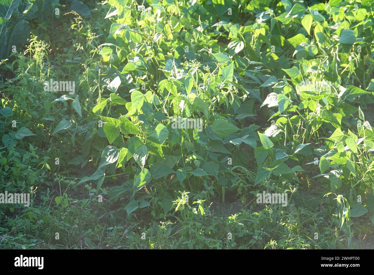 Phaseolus vulgaris var. nana, Bean Stockfoto