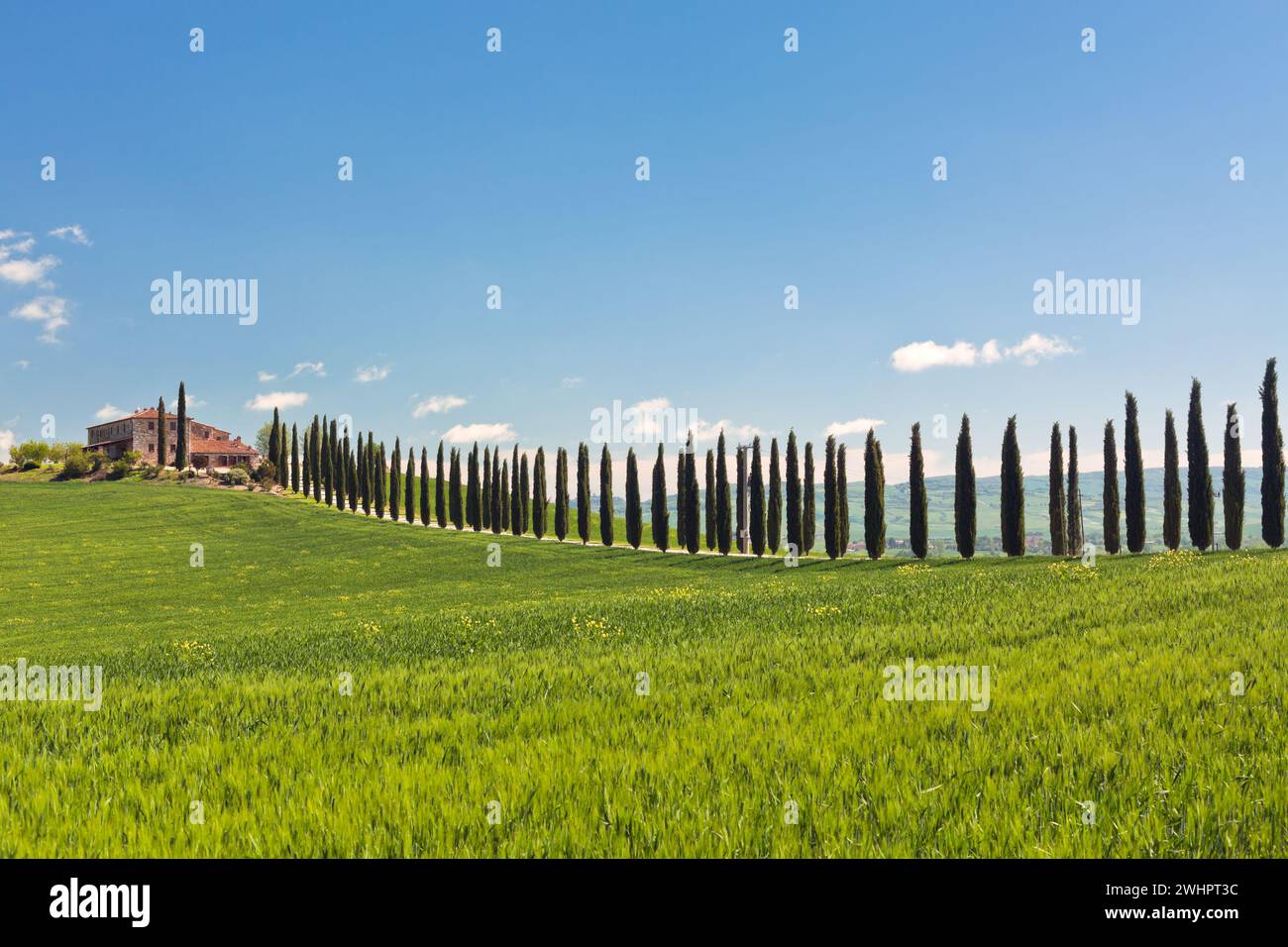 Klassische Ansicht des toskanischen Landhaus, grüne Feld und Zypressen Baum-Reihen Stockfoto