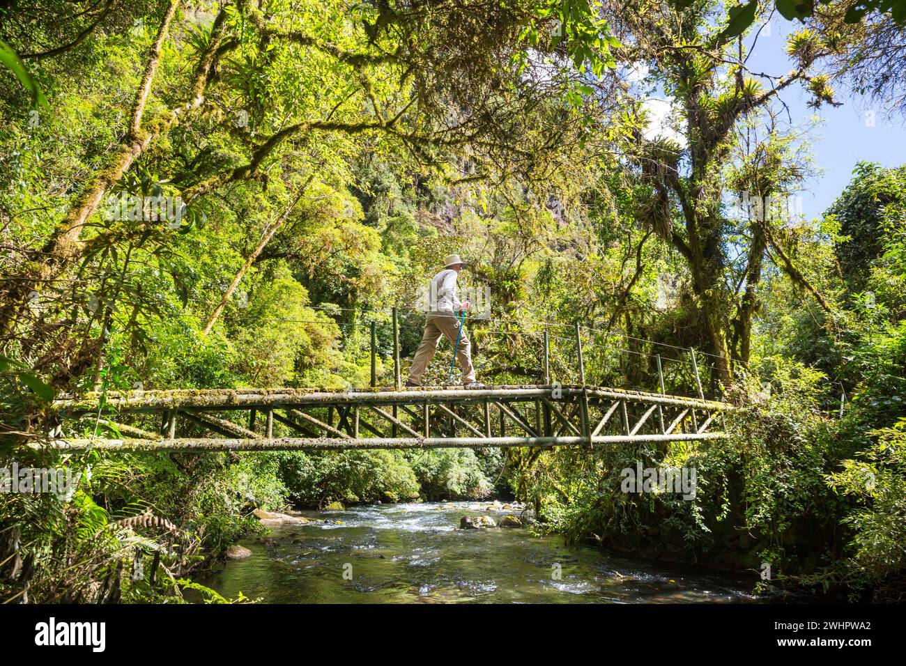 Wanderung in den Dschungel Stockfoto