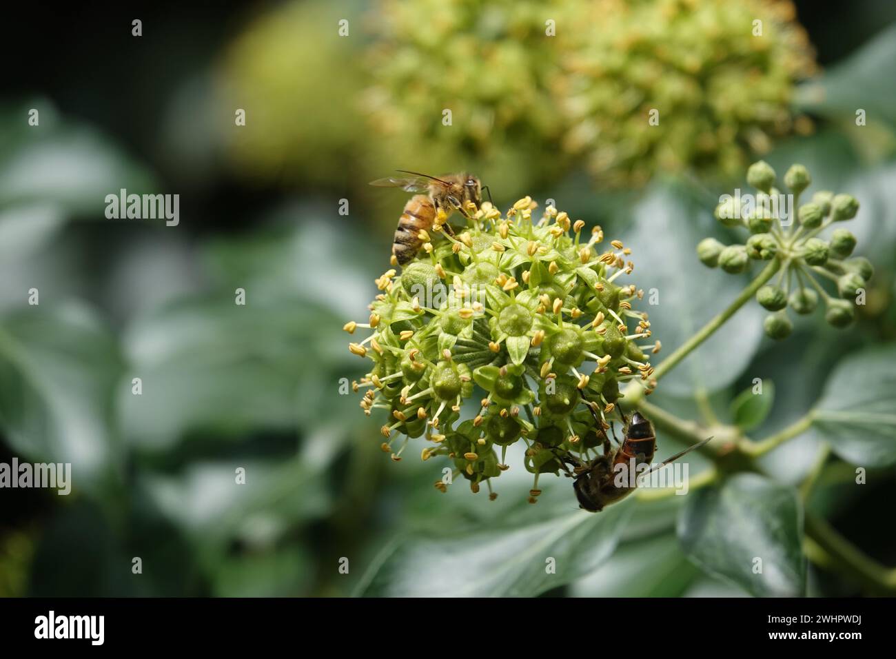 Hedera Helix, Efeu Stockfoto