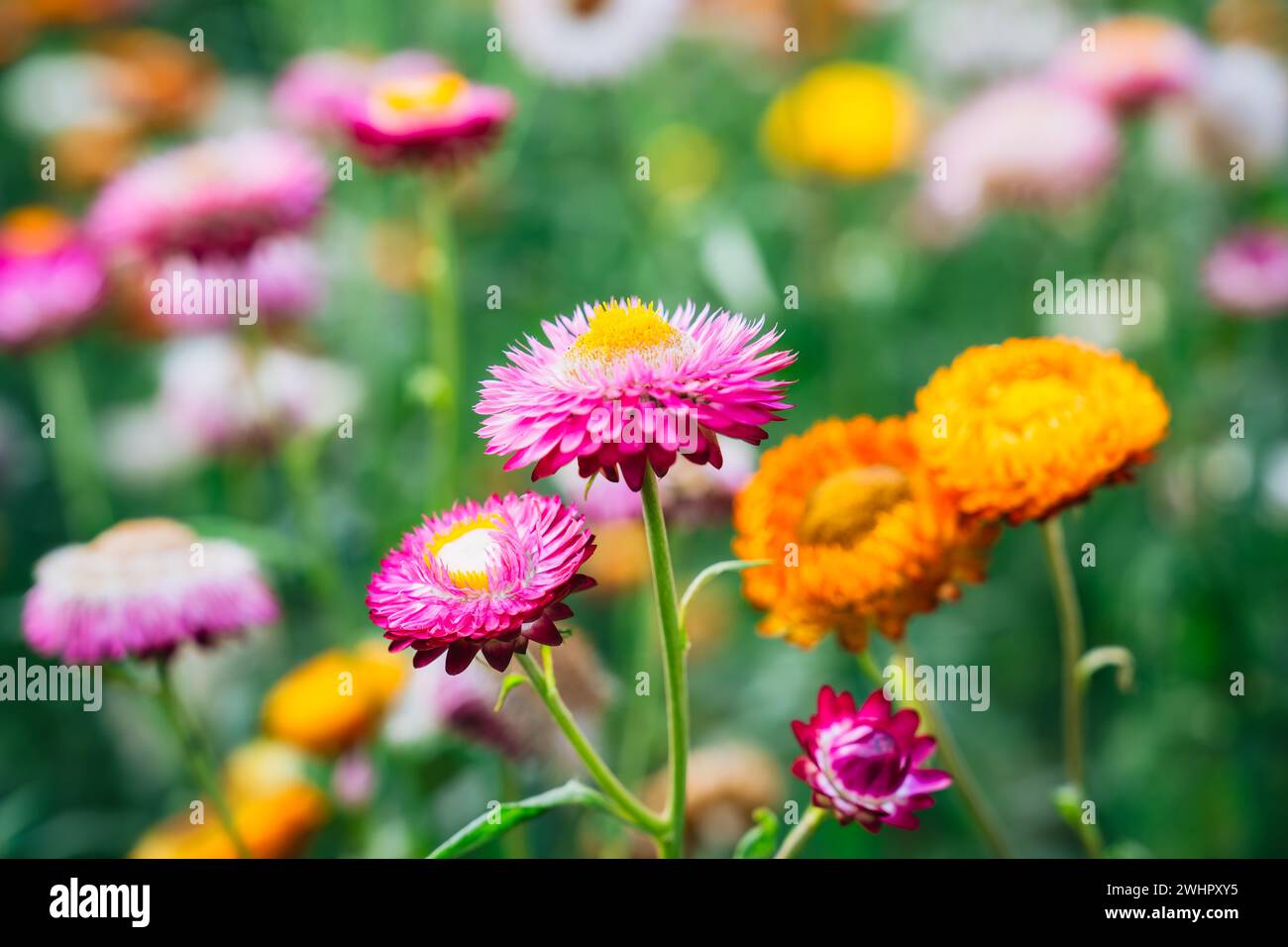 Wunderschöne mehrfarbige Strohblume oder Everlasting Daisy Blume blüht im Garten am Frühling an sonnigen Tagen Stockfoto