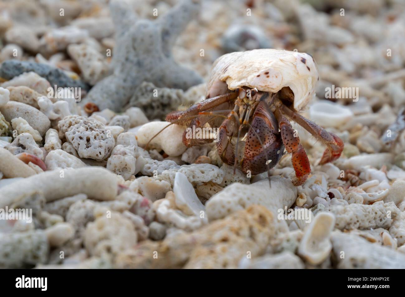 Einsiedelkrabbe, die über Muscheln kriecht, Bush Key, Dry Tortugas National Park, Florida Stockfoto