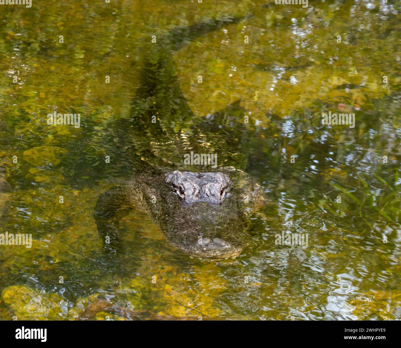 American Alligator Floating, Loop Road Scenic Drive, Big Cypress National Preserve, Florida Stockfoto