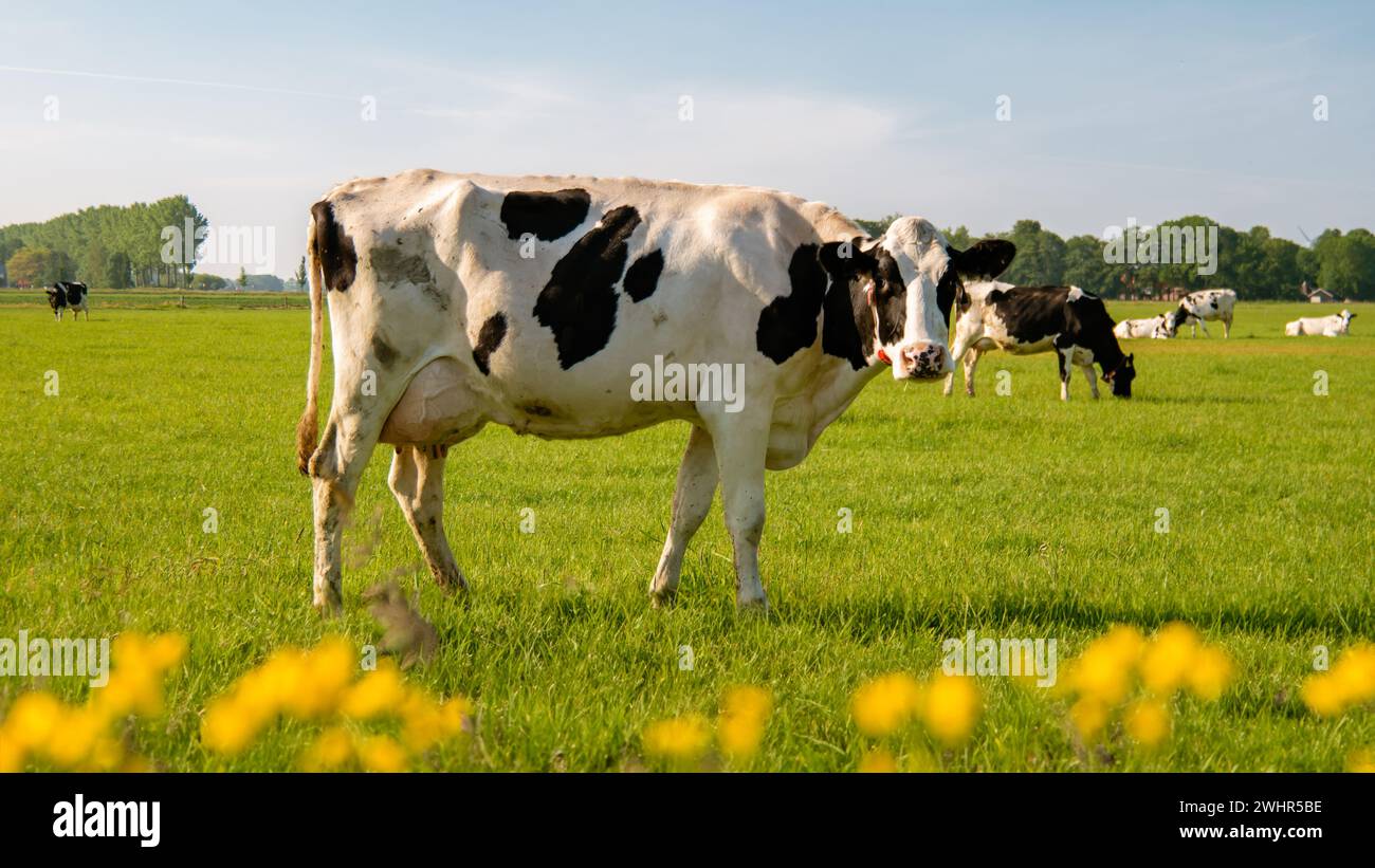 Niederländische Gruppe von Kühen draußen bei sonnigem Frühlingswetter in den Niederlanden Stockfoto