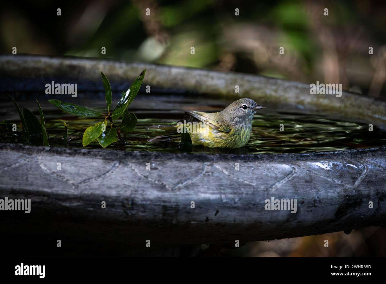 Ein mit Orangen gekrönter Gratler, der ein Vogelbad genießt. Kiawah Island, South Carolina Stockfoto