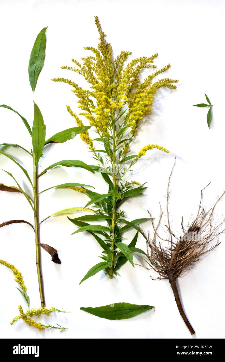 Studienleitfaden. Herbarium. Der Busch der Ragweed-Pflanze, ihr Stamm, Blätter, Blüten und Wurzelsystem. Stockfoto