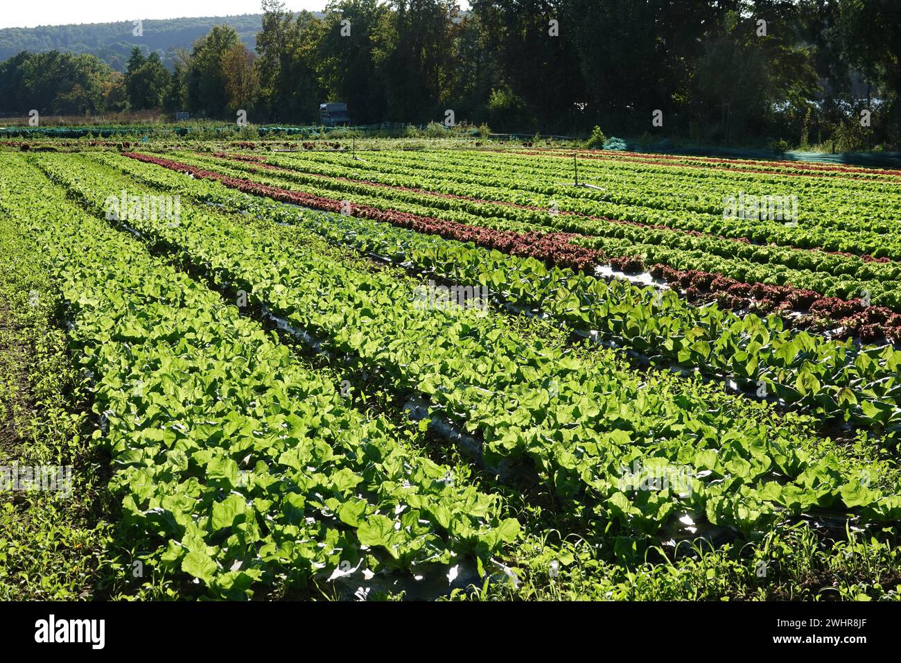 Lactuca Sativa, Salat Stockfoto