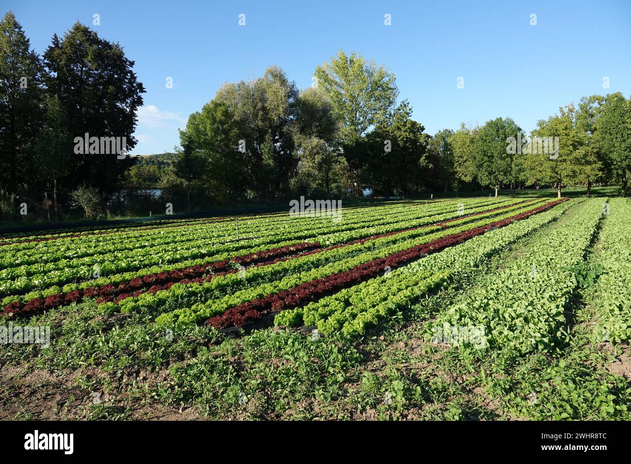 Lactuca Sativa, Salat Stockfoto