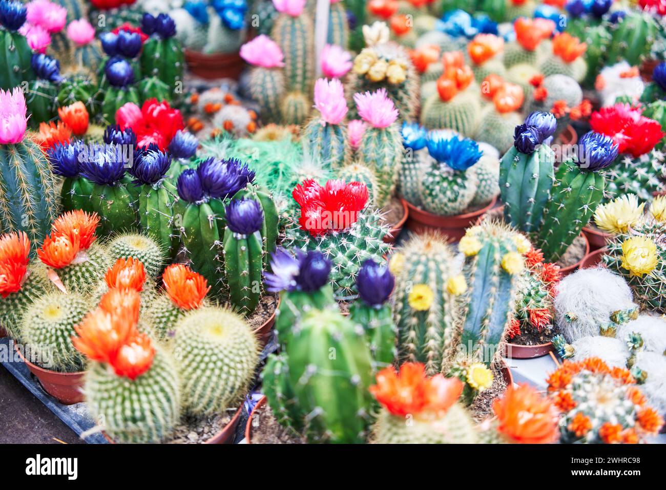 Farbenfrohe Kakteen mit leuchtenden Blumen in Töpfen zum Verkauf in einer botanischen Gartenausstellung Stockfoto