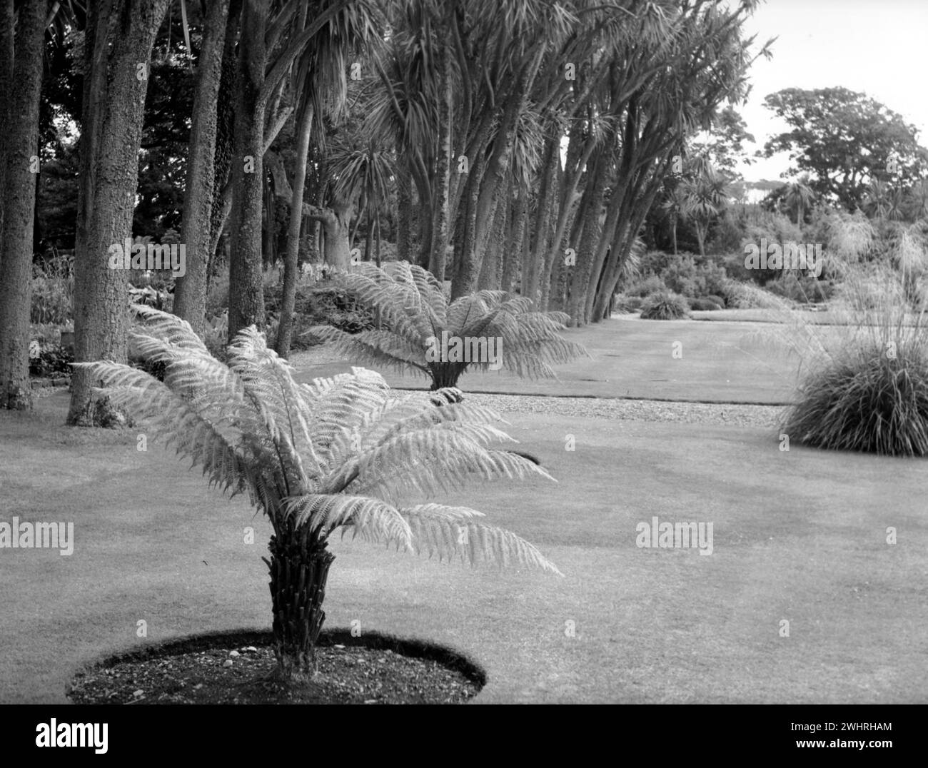 Port Logan Botanic Garden, Dumfries & Galloway, Schottland - 5. August 1978 Stockfoto