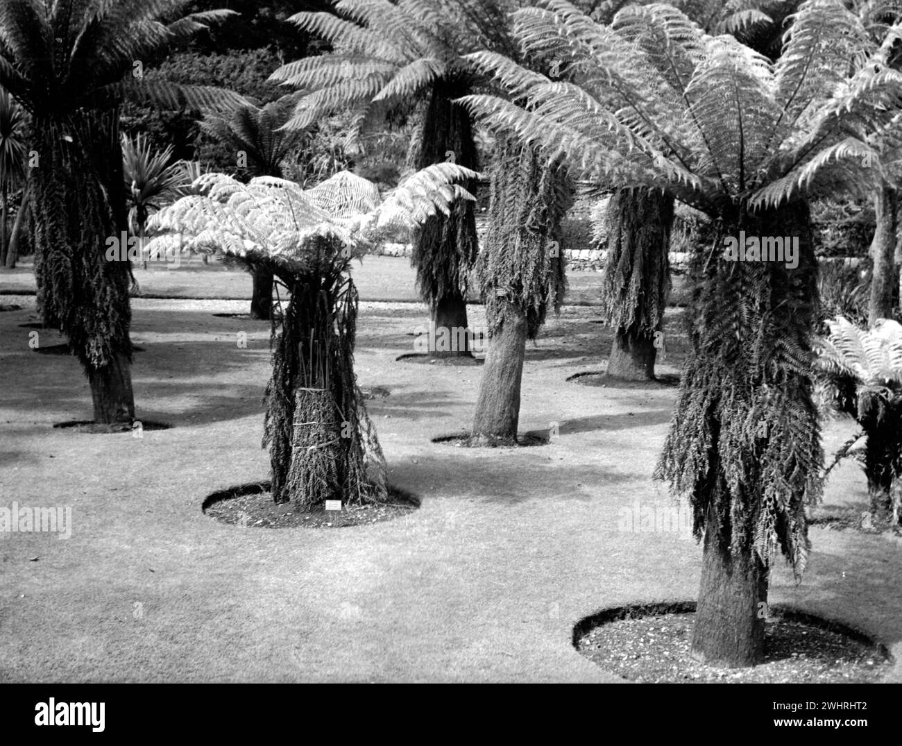 Port Logan Botanic Garden, Dumfries & Galloway, Schottland - 5. August 1978 Stockfoto