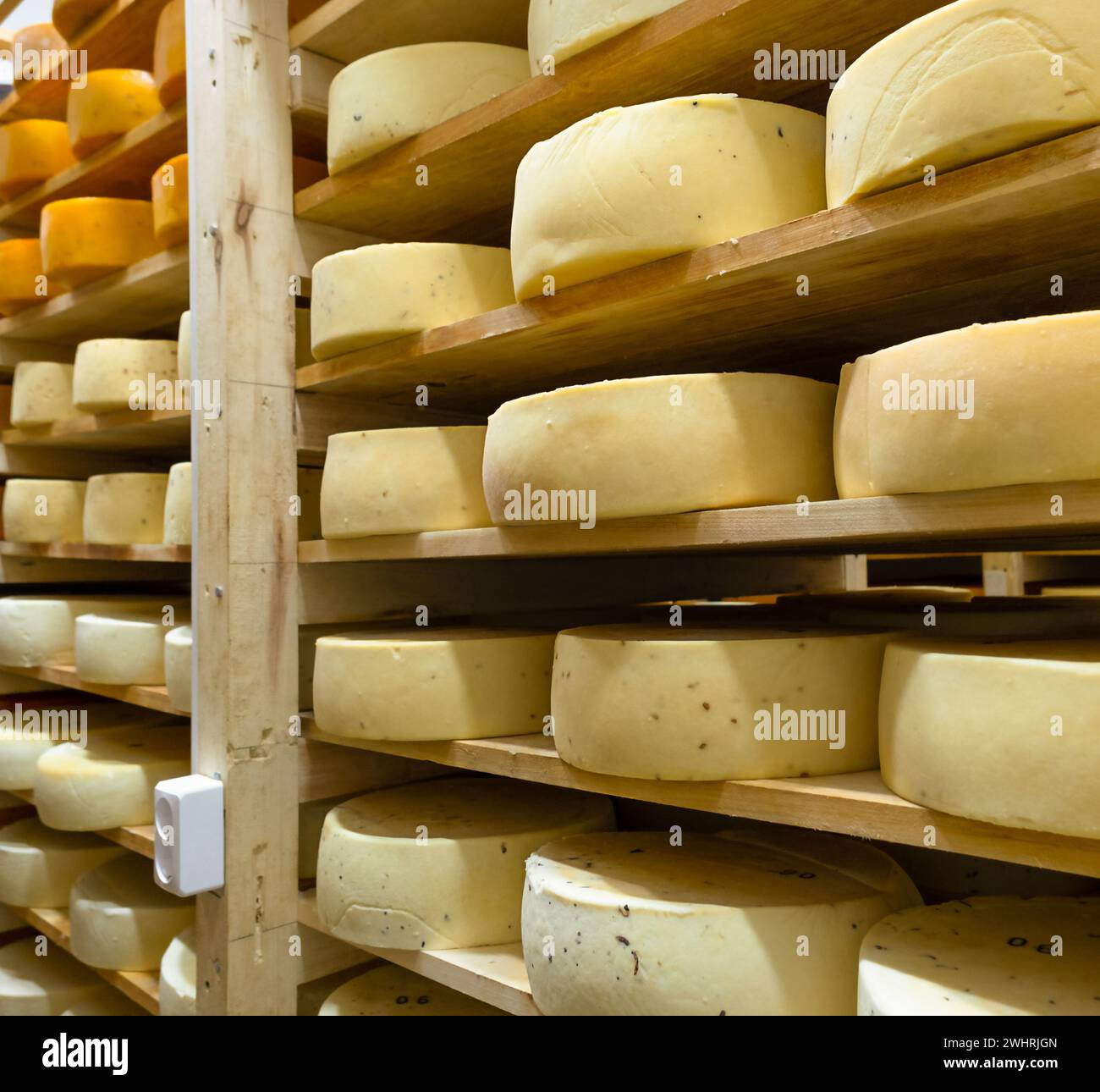 In der Käsefabrik liegen runde Käseköpfe in den Regalen im Lager zur Reifung. Herstellung von natürlichem ch Stockfoto
