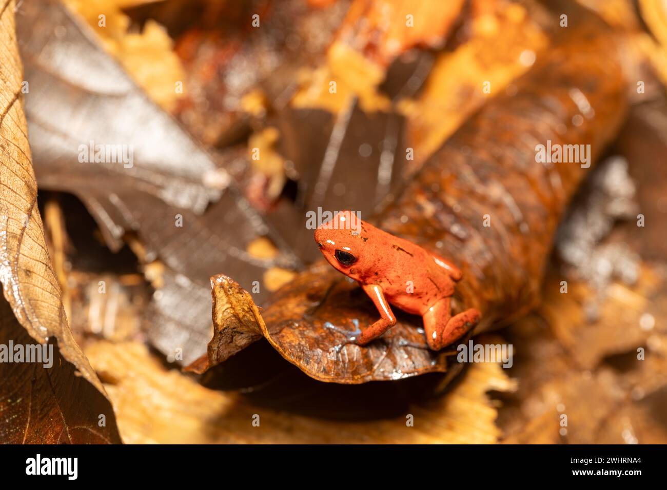 Erdbeergiftfrosch, Oophaga pumilio, ehemals Dendrobates pumilio, Tortuguero, Costa Rica Wildtiere Stockfoto