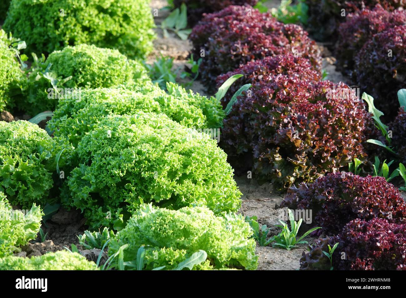 Lactuca sativa Lollo Bionda, Lollo Rosso, Salat Stockfoto