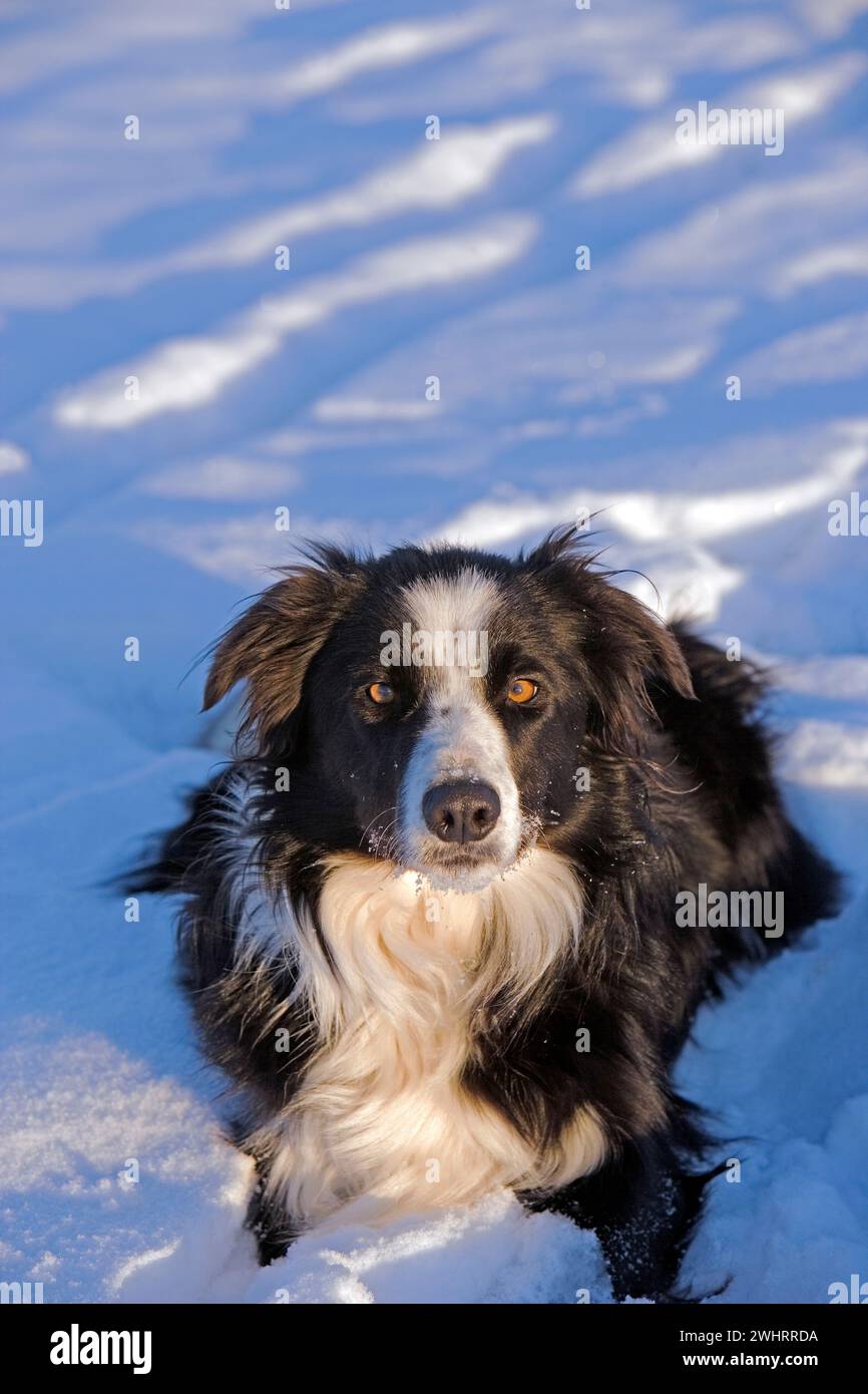 Border Collie liegt im Schnee, Porträt Stockfoto