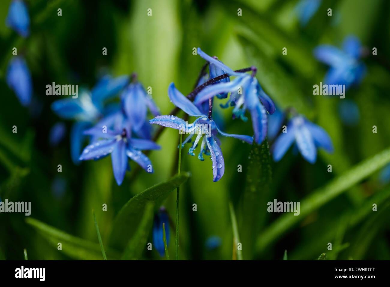 Nahaufnahme von blühenden blauen scilla luciliae Blüten mit Regentropfen an sonnigen Tag. Erste Frühling Zwiebelpflanzen. Selektiver Fokus mit Bokeh-Effekt. Stockfoto