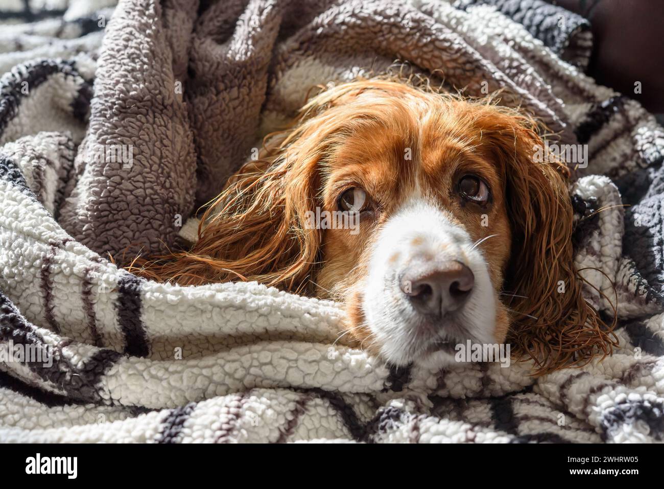 Niedliches Hundetier, eingewickelt in Decke, nachdem man ein Bad genommen hat. Stockfoto