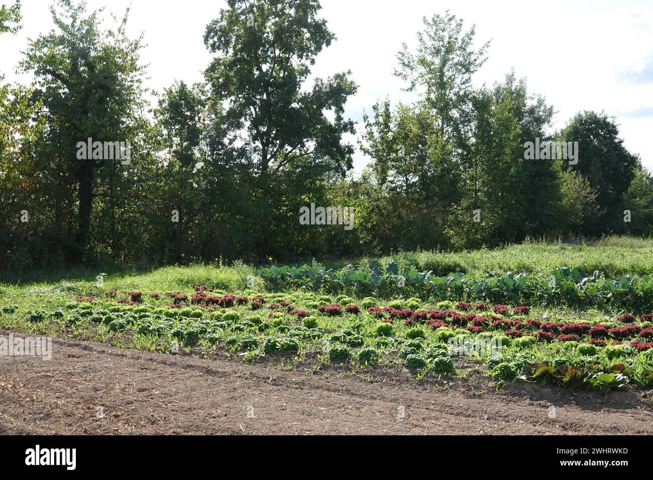 Gemüse Stockfoto