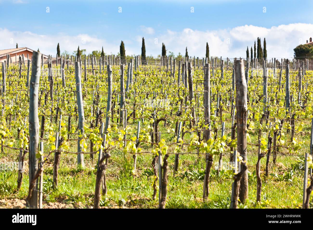 Weinberge in Italien. Horizontale Aufnahme Stockfoto