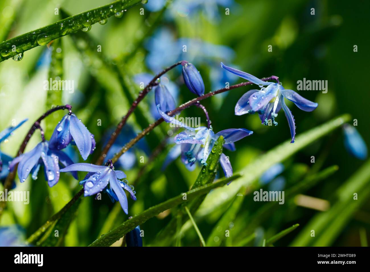 Nahaufnahme von blühenden blauen scilla luciliae Blüten mit Regentropfen an sonnigen Tag. Erste Frühling Zwiebelpflanzen. Selektiver Fokus mit Bokeh-Effekt. Stockfoto