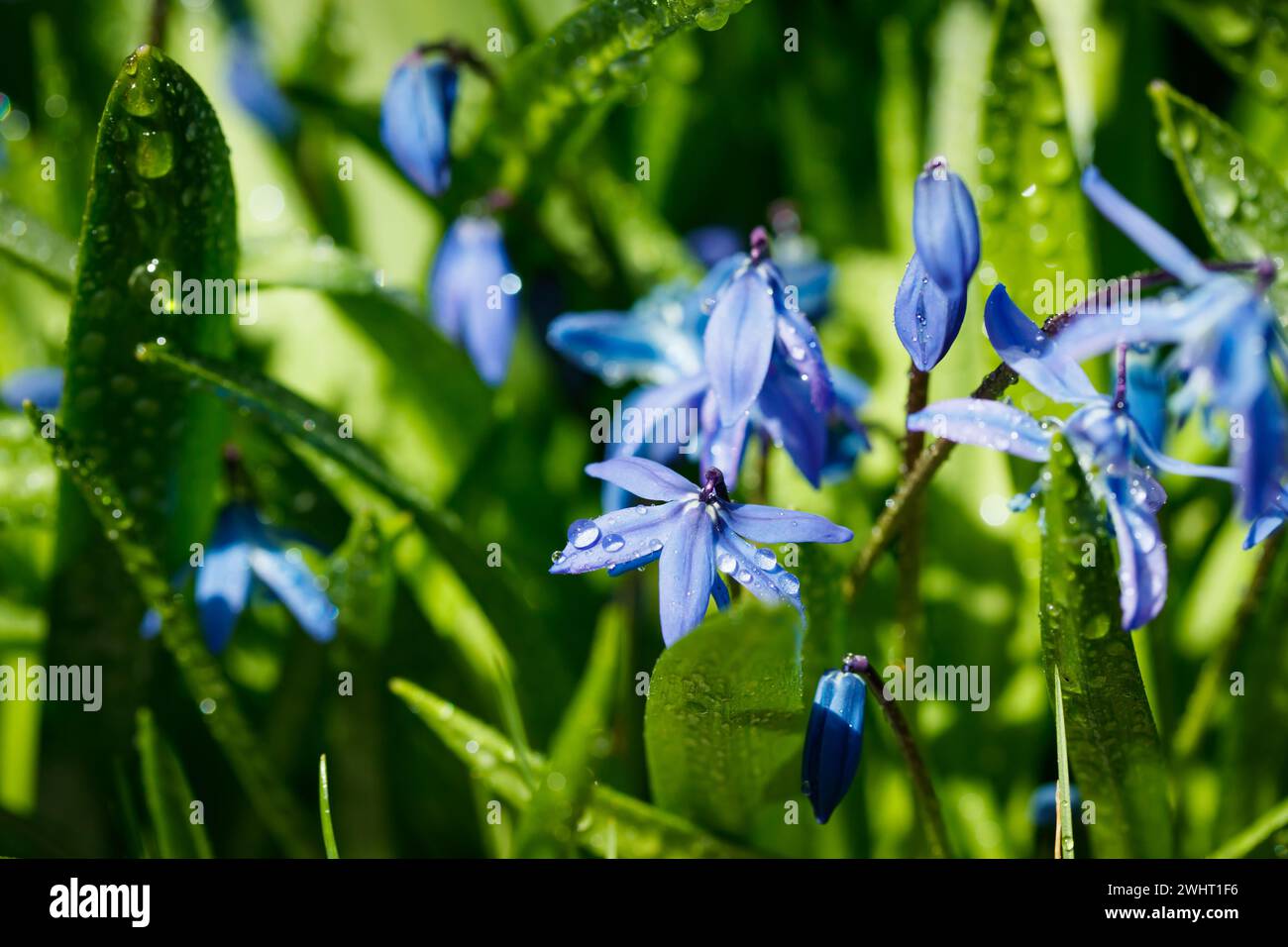 Nahaufnahme von blühenden blauen scilla luciliae Blüten mit Regentropfen an sonnigen Tag. Erste Frühling Zwiebelpflanzen. Selektiver Fokus mit Bokeh-Effekt. Stockfoto