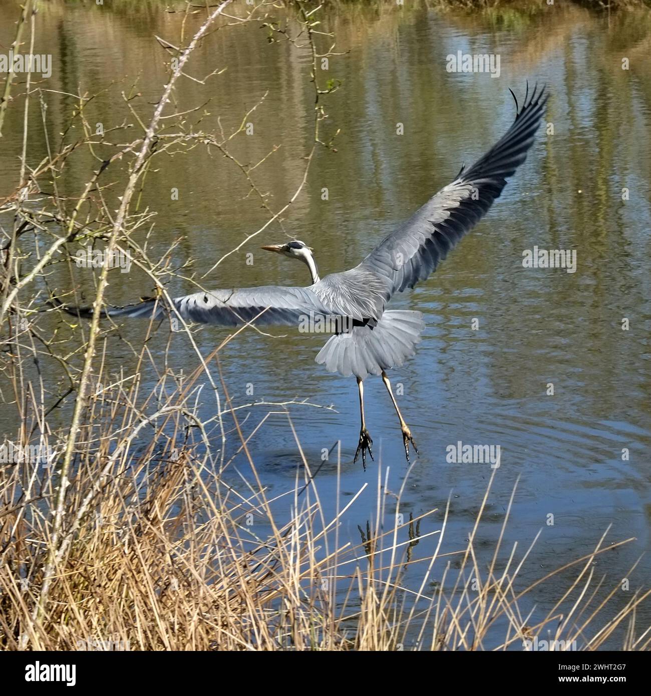 Graureiher, Reiher Stockfoto