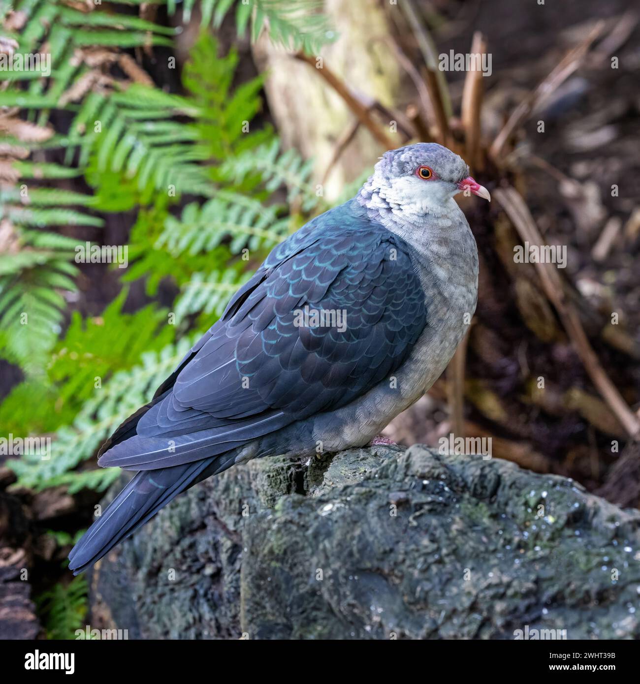Junge Weißkopftaube, Columba leucomela, endemisch an der Ostküste Australiens. Stockfoto