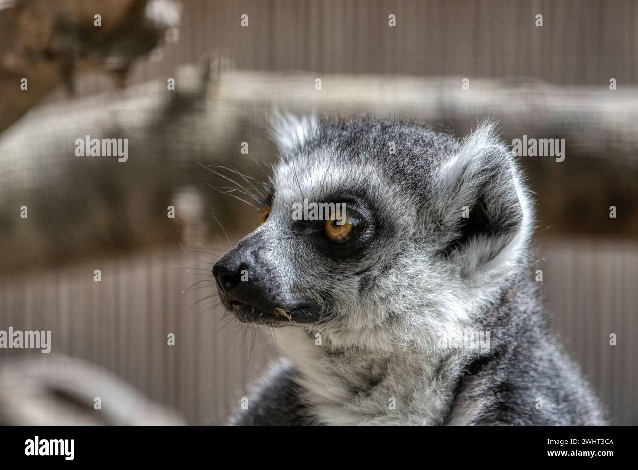 Ringschwanzlemur oder Lemurcatta mit weit offenen Augen. Stockfoto Ringschwanzlemur oder Lemurcatta mit weit offenen Augen. Stockfoto