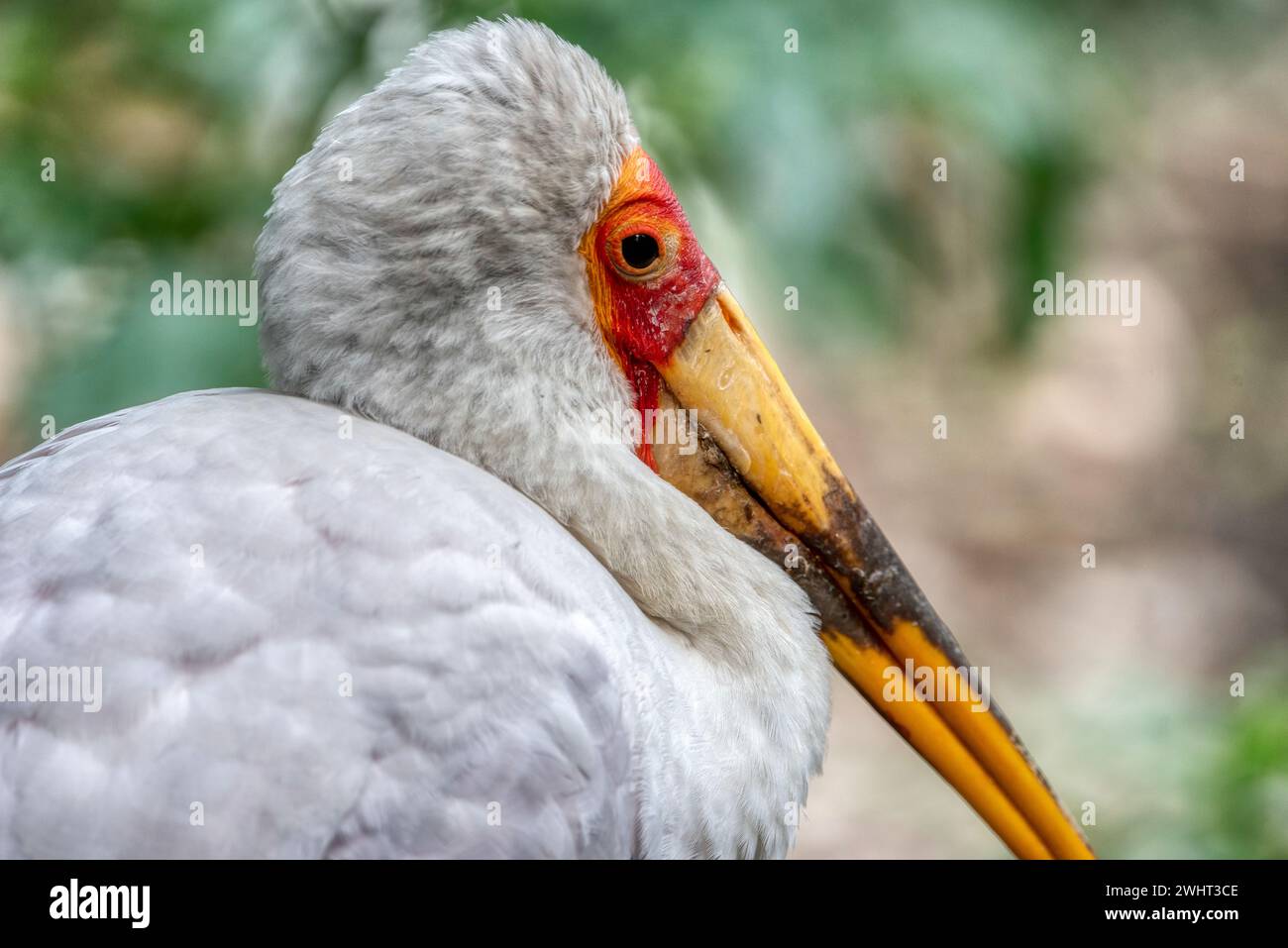 Gelbschnabelstorch steht auf grünem Gras im Käfig Stockfoto
