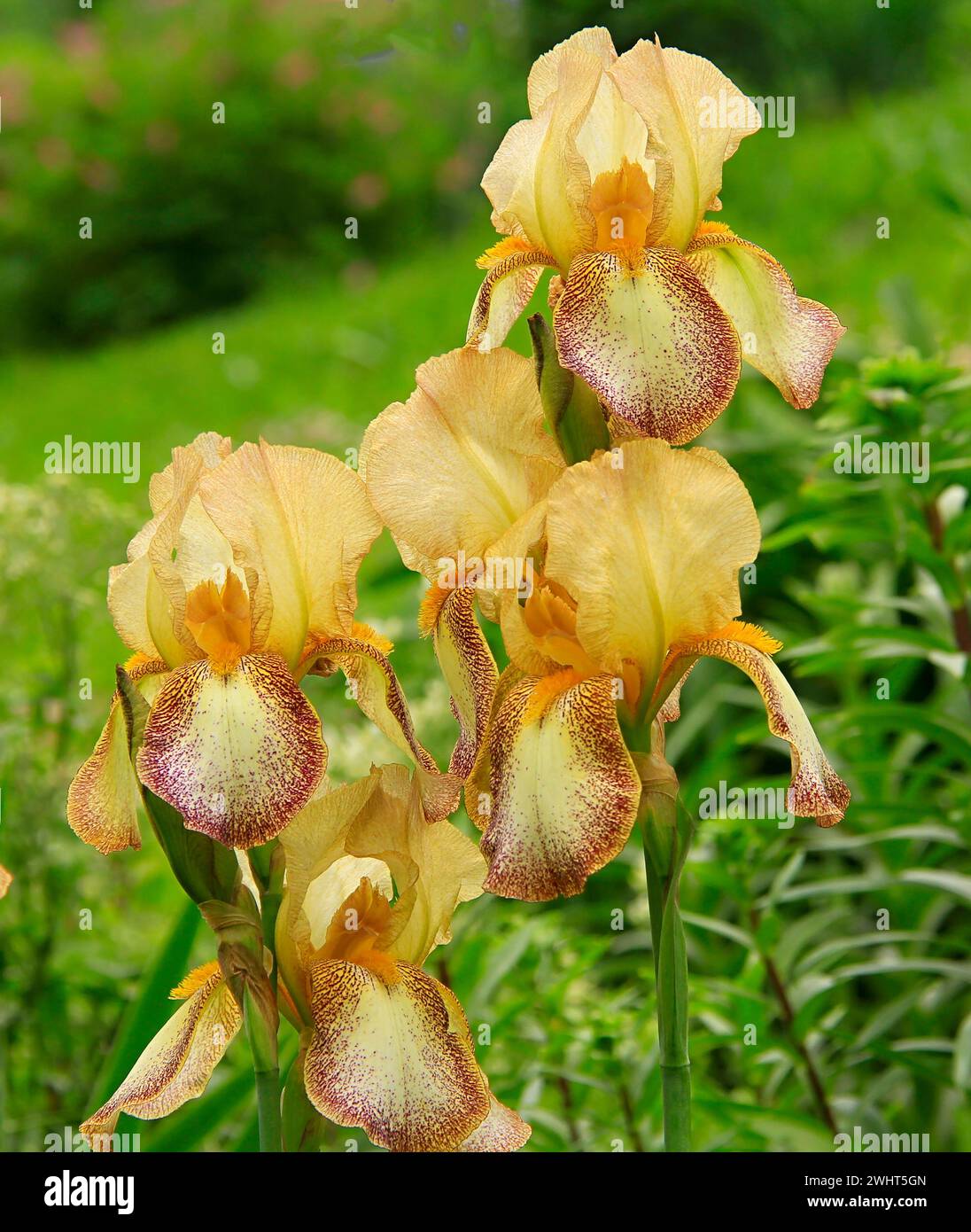 Zwei leuchtend gelbe Iris mit zarten rosa Flecken blühen in einem üppigen Garten inmitten eines Meeres aus leuchtendem grünem Gras Stockfoto