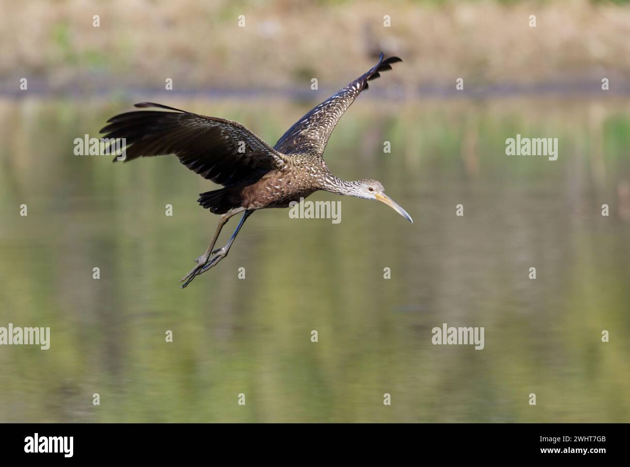 Limpkin (Aramus guarauna) fliegt über den Waldsee, Fort Bend County, Texas, USA. Stockfoto