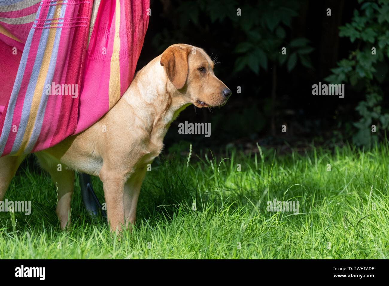 Entspannende Sommertage: Gelber Labrador und farbenfrohe Hängematte im Garten Stockfoto