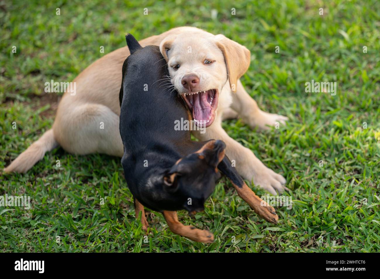 Zwei aktive Hunde auf Gras spielen miteinander Stockfoto