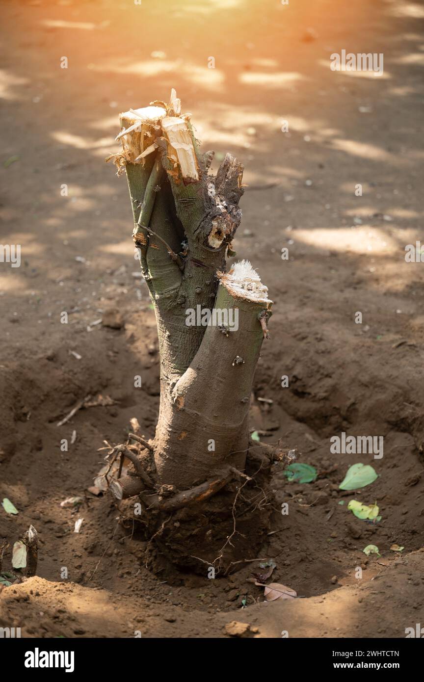 Das Thema „Garten von Bäumen reinigen“. Schneiden Sie den Baumstamm im Boden ab Stockfoto