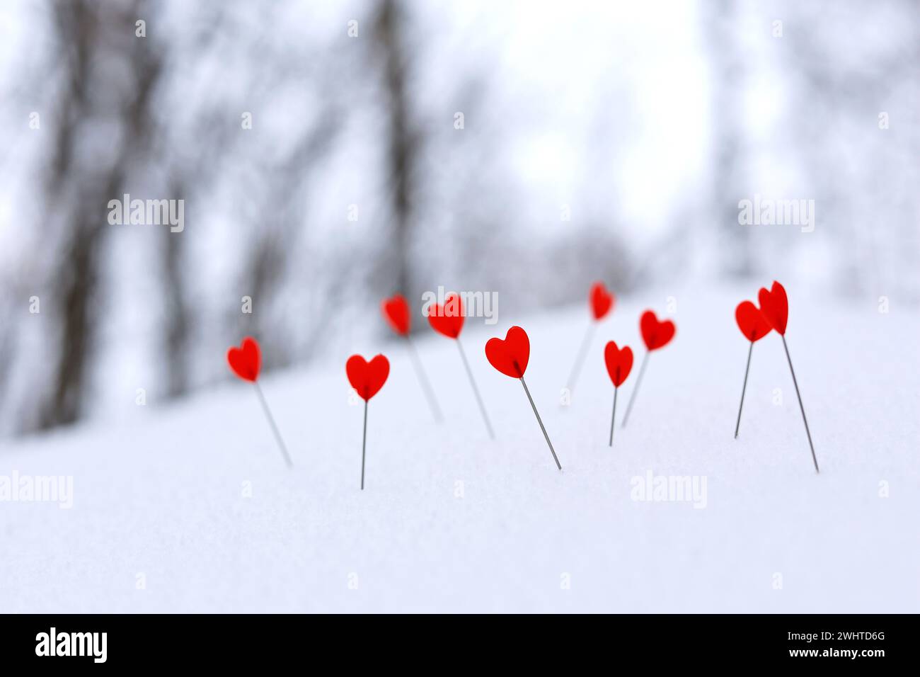Rote Herzen auf einer Nadel im Schnee auf Winterwald Hintergrund. Grußkarte, romantische Liebe, Valentinstag Stockfoto