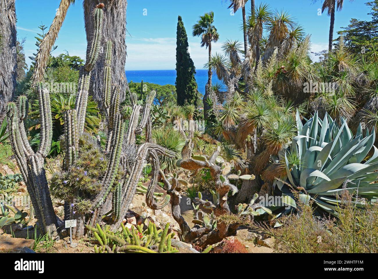 Marimurtra, Botanischer Garten, Costa Brava, Spanien Stockfoto