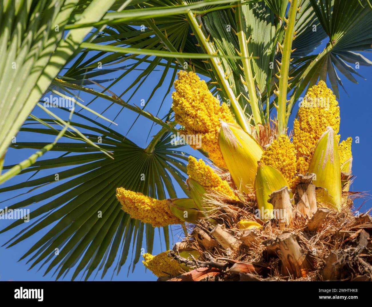 Palmenblüten, die im Frühjahr in einem Garten auf Mallorca Spanien auftauchen Stockfoto