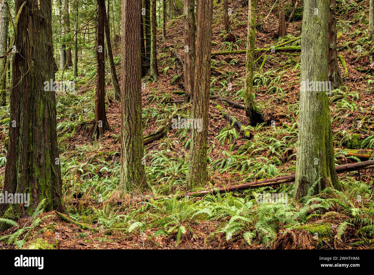 WA25046-00...WASHINGTON - moosbewachsener Hügel mit Big Leaf Ahornblättern und Schwertfarnen der letzten Jahre. Stockfoto