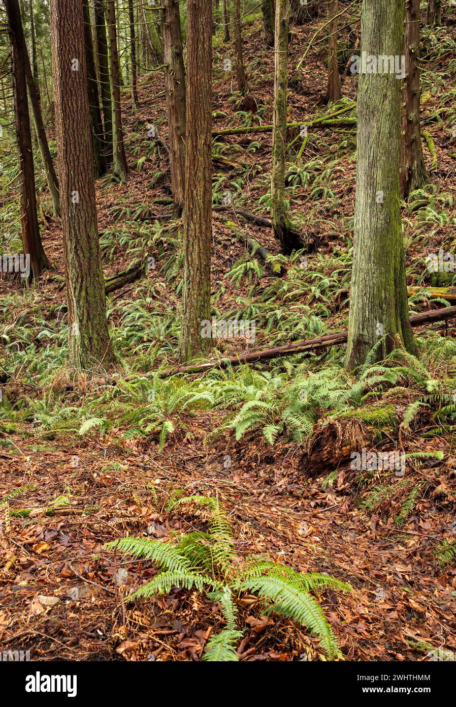 WA25047-00...WASHINGTON - moosbewachsener Hügel mit Big Leaf Ahornblättern und Schwertfarnen der letzten Jahre. Stockfoto