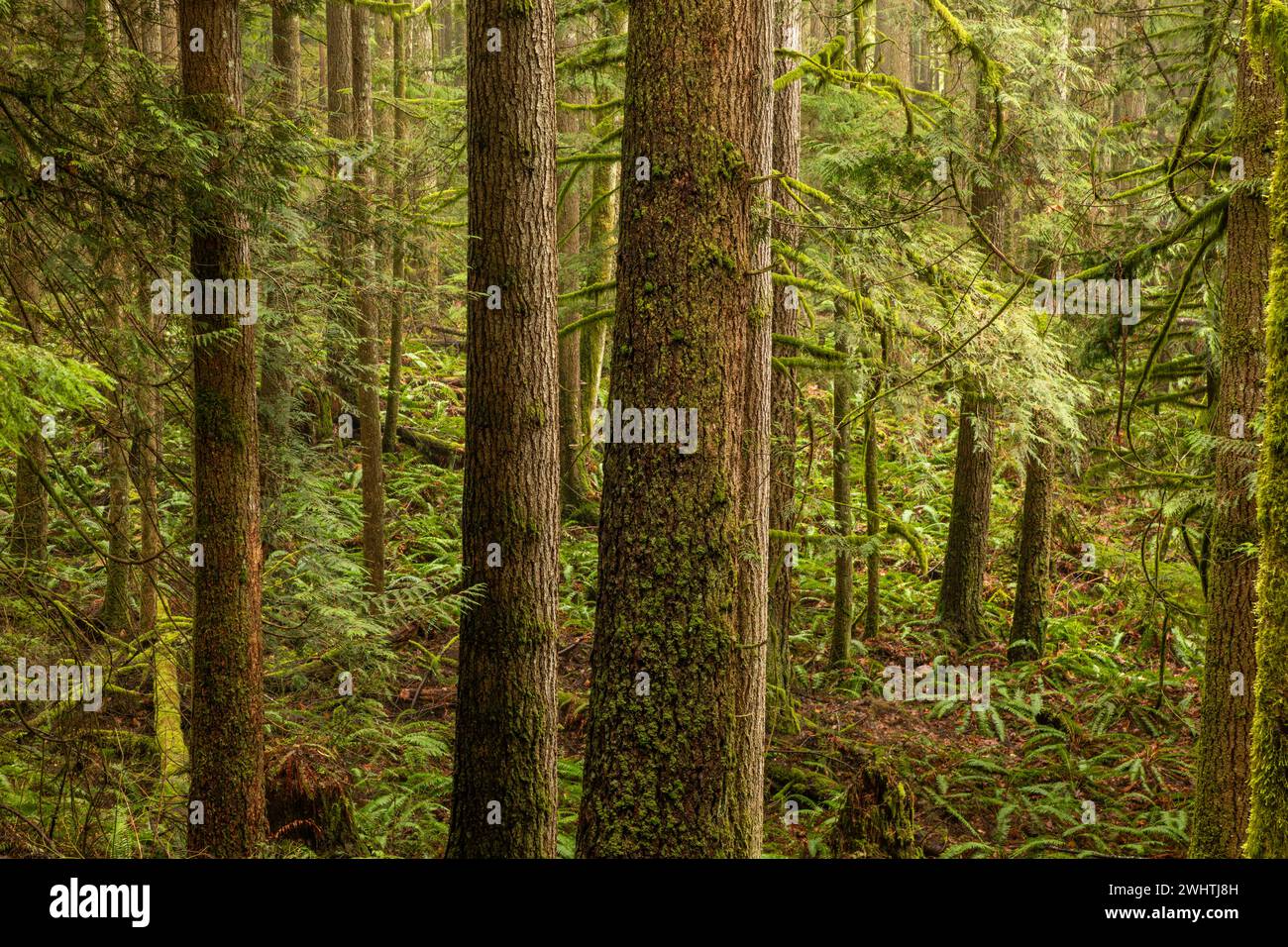 WA25057-00...WASHINGTON - Ein nebeliger Morgen im Wald entlang des Wallace Falls Trail im Wallace Falls State Park. Stockfoto