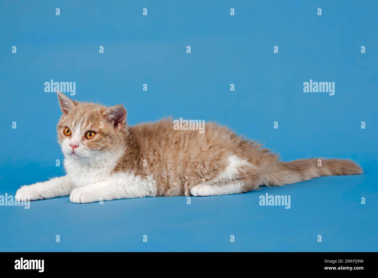 Pedigree Katze Selkirk Rex, Kätzchen, Alter 10 Wochen, Farbe Kitz tortie weiß, liegend, Studio Foto Stockfoto