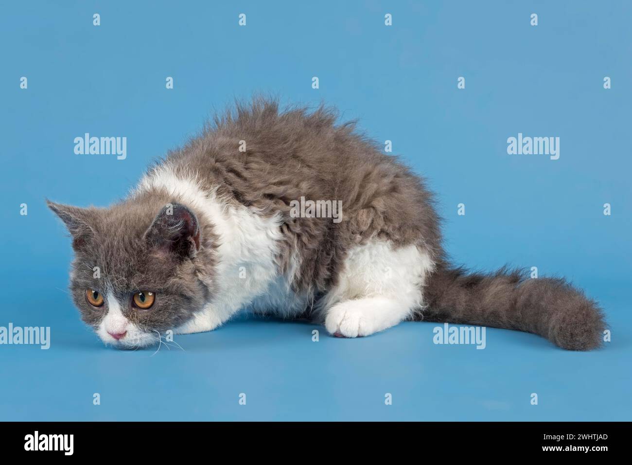 Stammkatze Selkirk Rex. Kätzchen, 10 Wochen alt, Farbe blau weiß, Studiobild Stockfoto