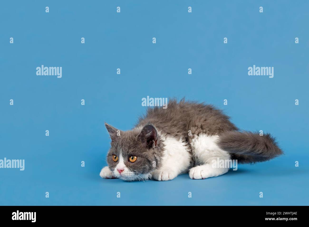 Stammkatze Selkirk Rex. Kätzchen, 10 Wochen alt, Farbe blau weiß, Studiobild Stockfoto