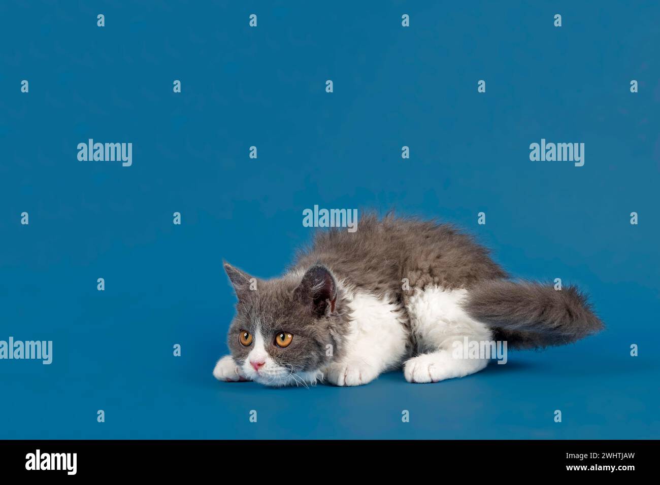 Stammkatze Selkirk Rex. Kätzchen, 10 Wochen alt, Farbe blau weiß, Studiobild Stockfoto